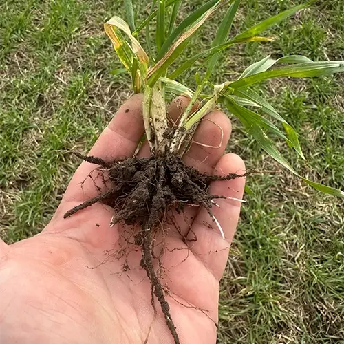 Agrotrend - Mēslojumi un risinājumi laukiem