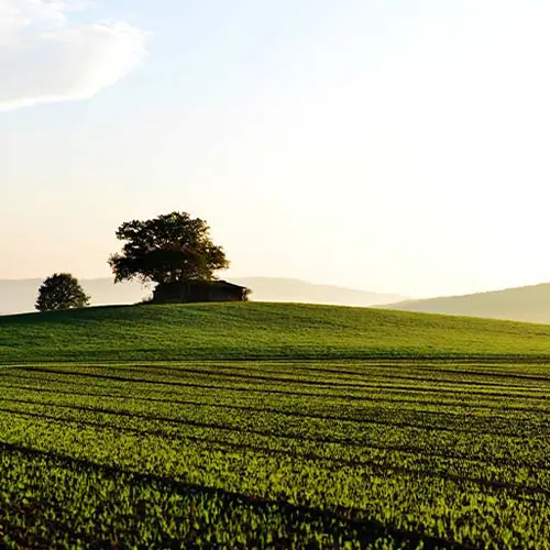 Biostimulanti