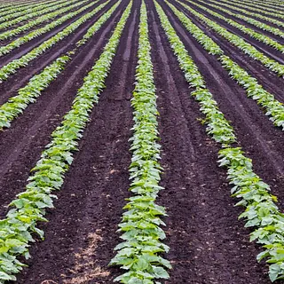 Biostimulanti