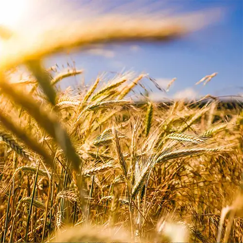 Biostimulanti