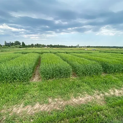 Mēslojumi un risinājumi laukiem